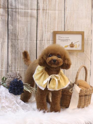 20241013モコちゃん